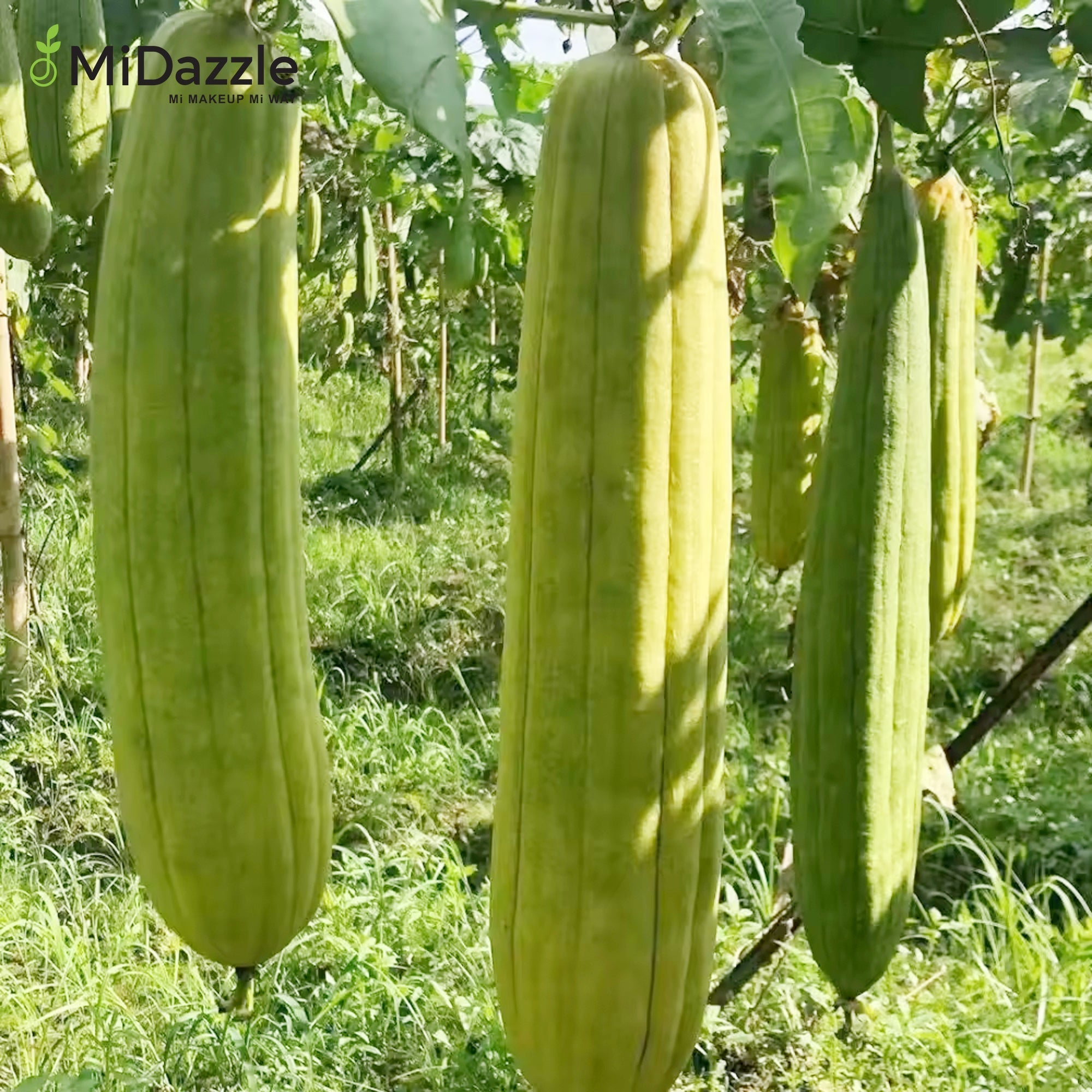 MiDazzle Loofah (Oval) MIOL6102