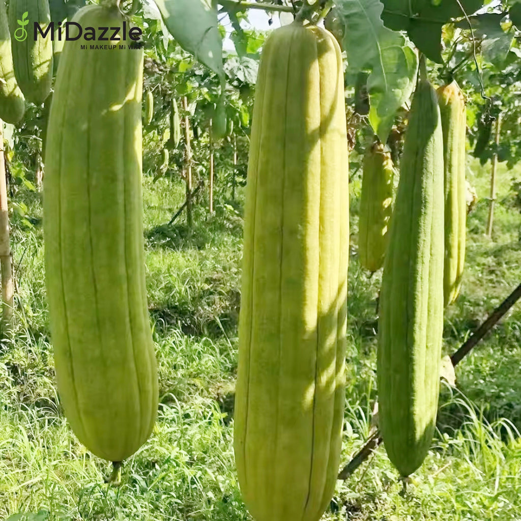 MiDazzle Loofah (Round) MIOL6103