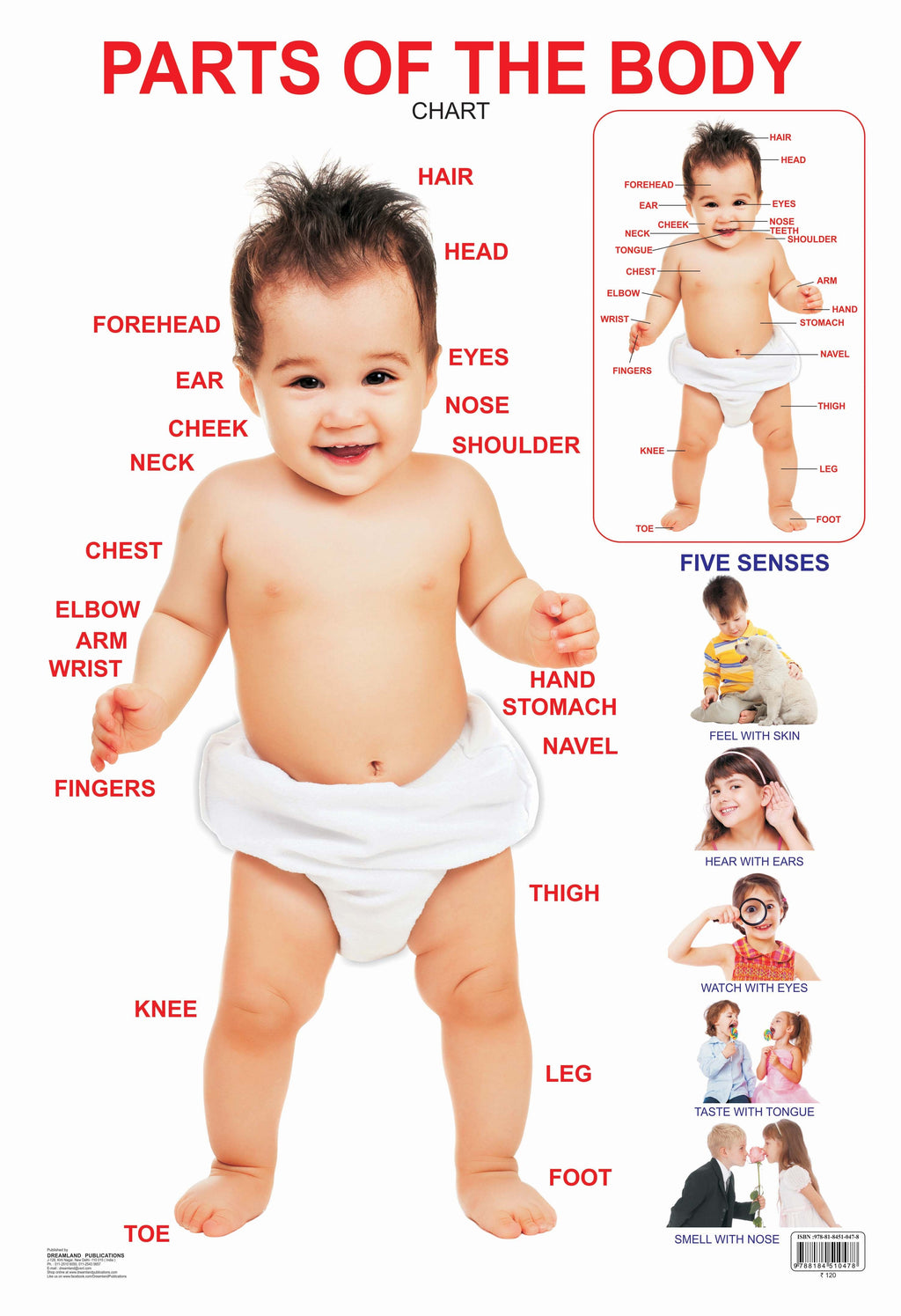 Dreamland Publications Educational Chart for Kids - Parts of The Body