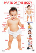 Dreamland Publications Educational Chart for Kids - Parts of The Body