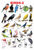 Dreamland Publications Educational Chart for Kids - Birds-2