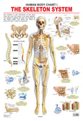 Dreamland Publications Educational Chart for Kids - The Skeletal System
