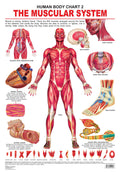 Dreamland Publications Educational Chart for Kids - The Muscular System