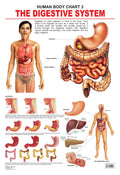Dreamland Publications Educational Chart for Kids - The Digestive System