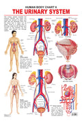 Dreamland Publications Educational Chart for Kids - The Urinary System