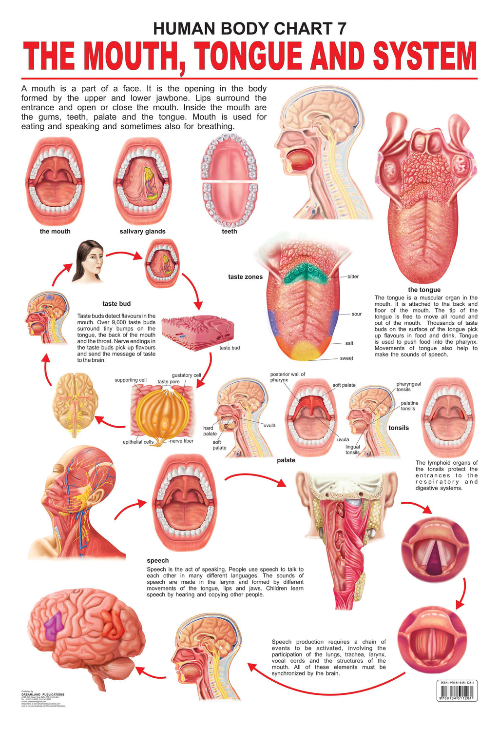 Dreamland Publications Educational Chart for Kids - The Mouth, Tongue & Speech