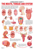 Dreamland Publications Educational Chart for Kids - The Mouth, Tongue & Speech