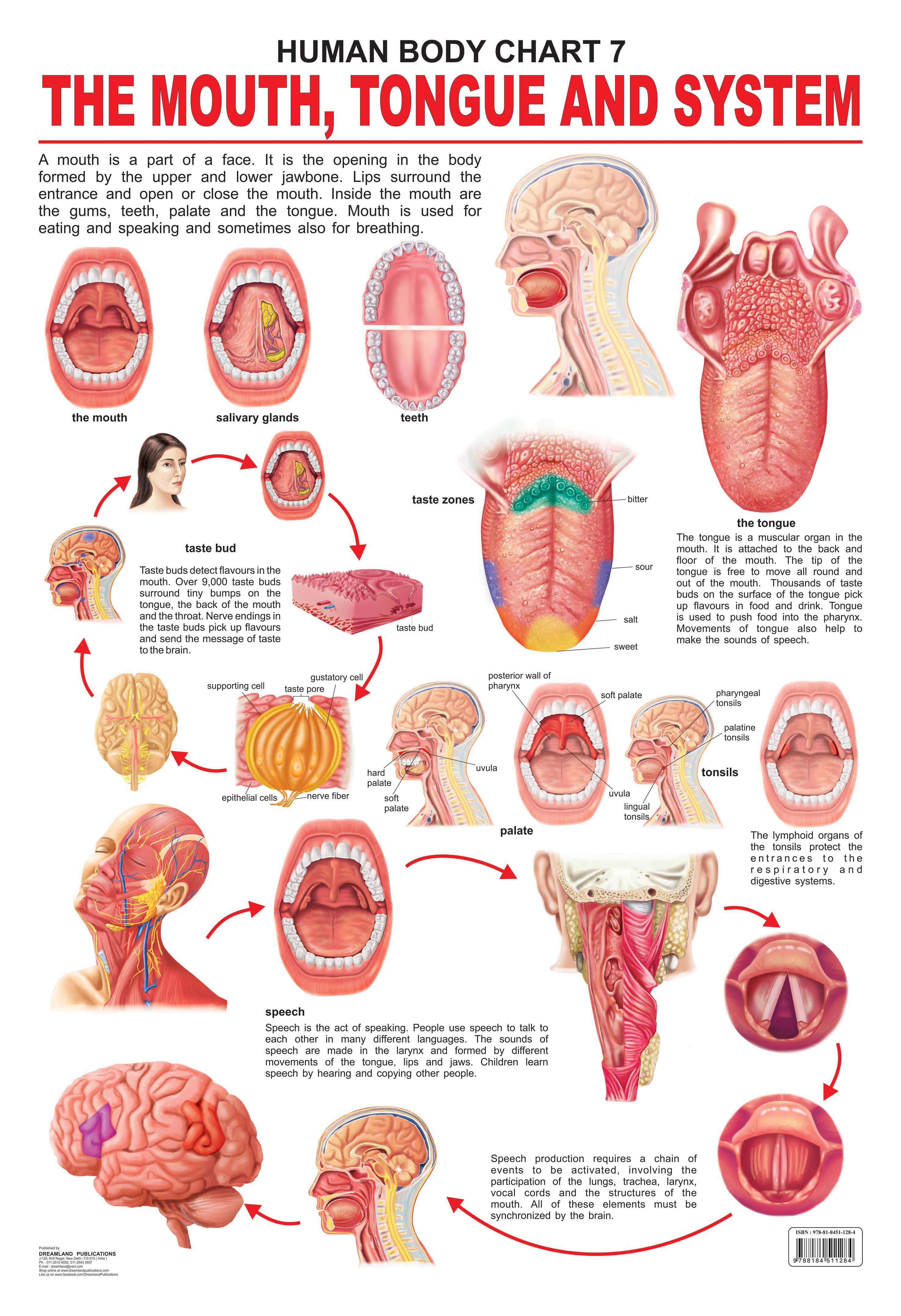 Dreamland Publications Educational Chart for Kids - The Mouth, Tongue & Speech