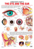 Dreamland Publications The Eye & the Ear : Children Reference Educational Laminated Chart