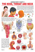 Dreamland Publications Educational Chart for Kids - The Nose, Throat & Neck