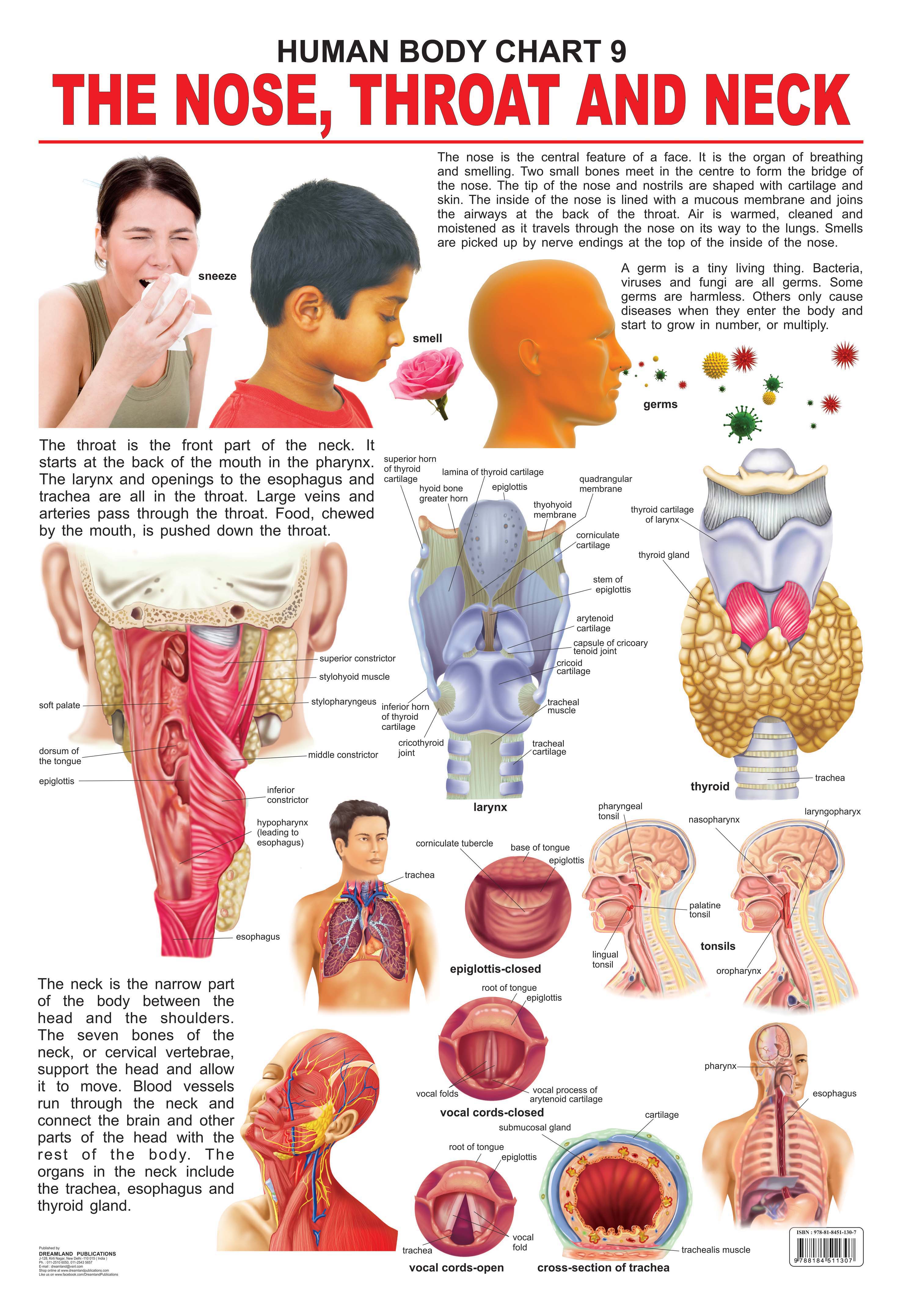 Dreamland Publications Educational Chart for Kids - The Nose, Throat & Neck