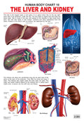 Dreamland Publications Educational Chart for Kids - The Liver & Kidney