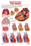 Dreamland Publications Educational Chart for Kids - The Heart