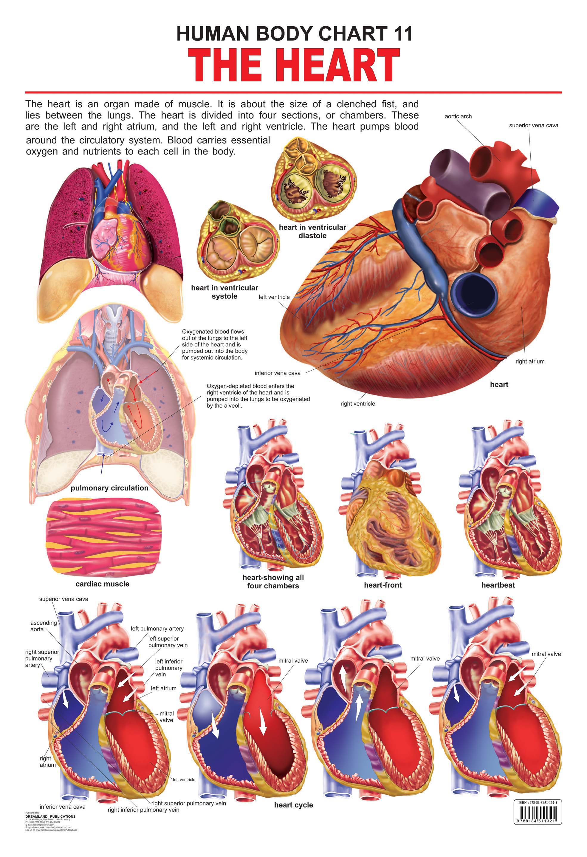 Dreamland Publications Educational Chart for Kids - The Heart