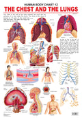 Dreamland Publications The Chest & the Lungs : Children Reference Educational Laminated Chart