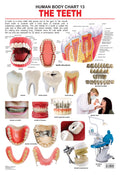 Dreamland Publications Educational Chart for Kids - The Teeth