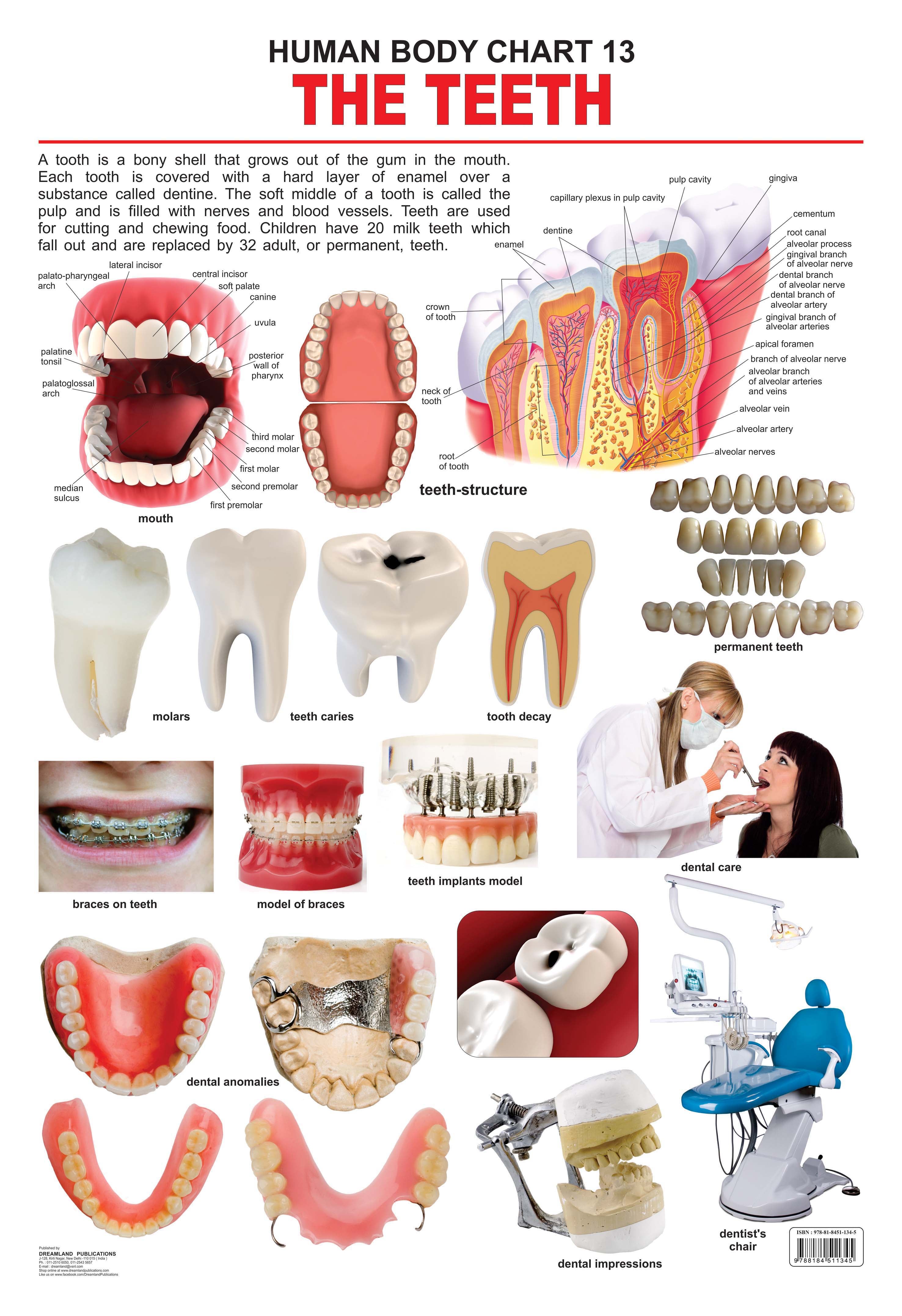 Dreamland Publications Educational Chart for Kids - The Teeth
