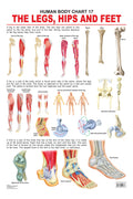 Dreamland Publications The Hips, Legs & Feet : Children Reference Educational Laminated Chart