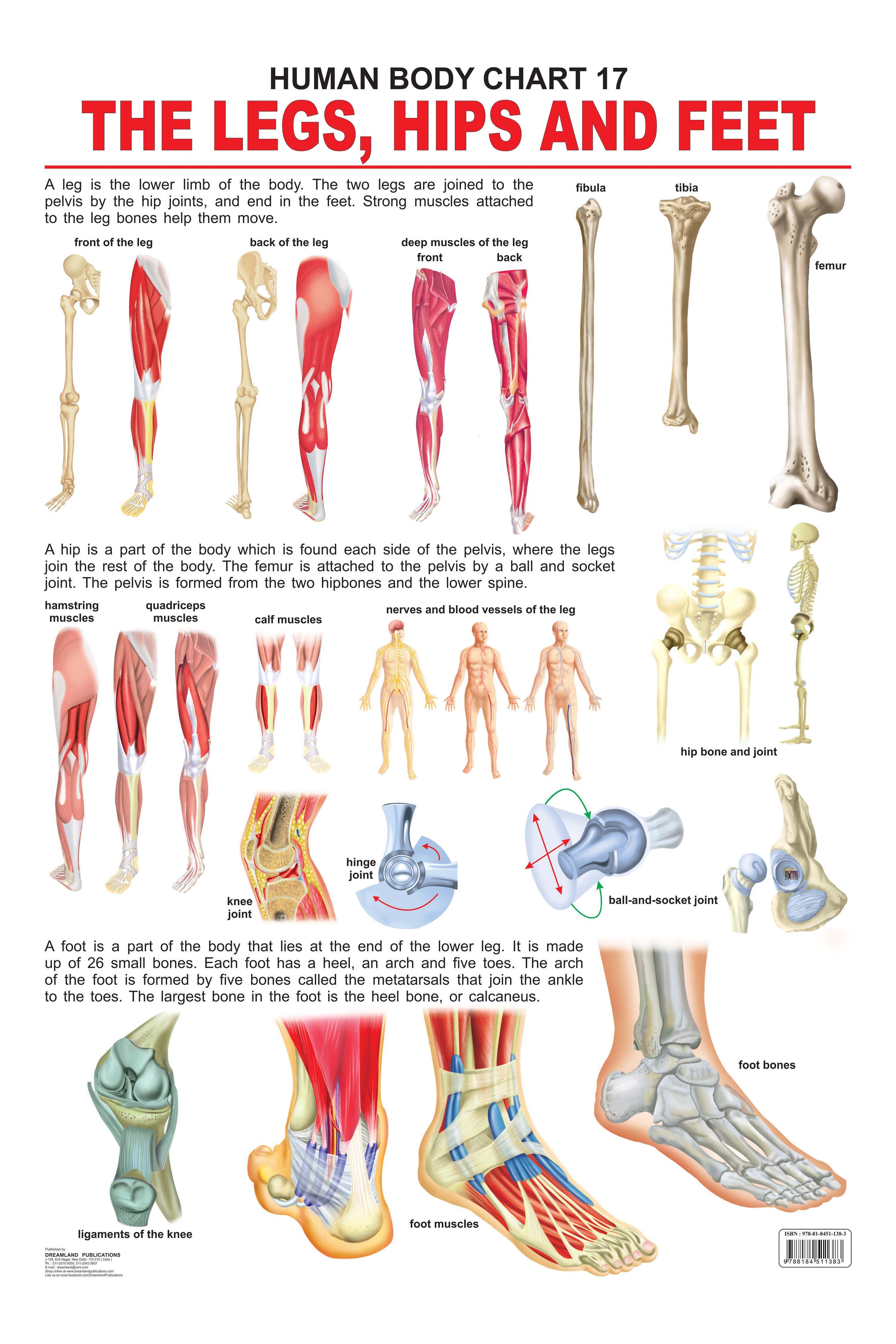 Dreamland Publications The Hips, Legs & Feet : Children Reference Educational Laminated Chart