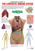 Dreamland Publications Educational Chart for Kids - The Lymphatic/Immune System