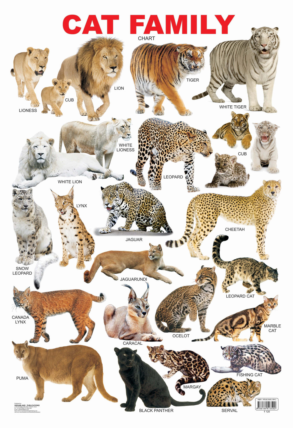 Dreamland Publications Educational Chart for Kids - Cat Family Chart