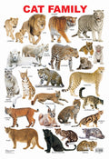 Dreamland Publications Educational Chart for Kids - Cat Family Chart