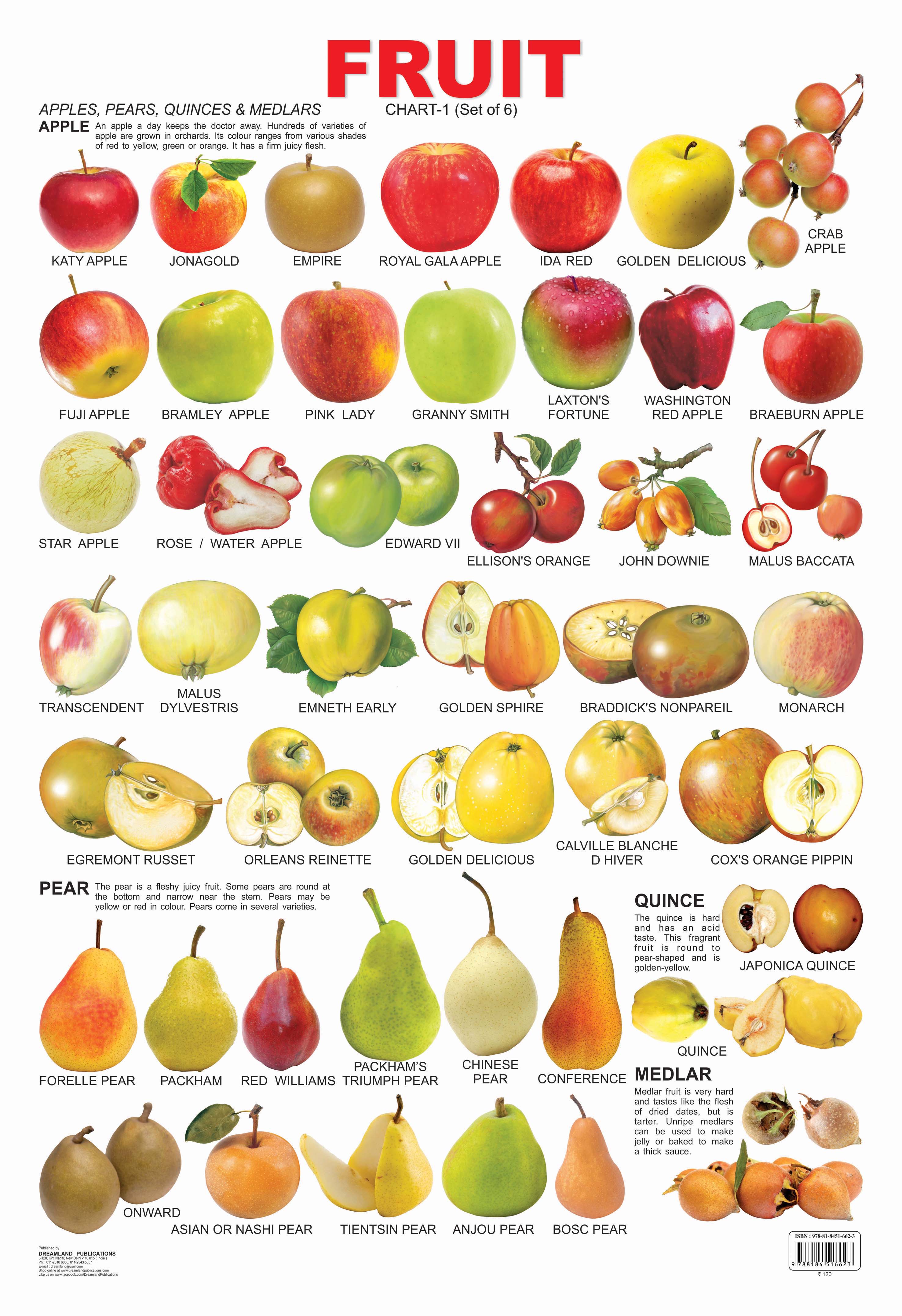 Dreamland Publications Educational Chart for Kids - Fruit Chart - 1