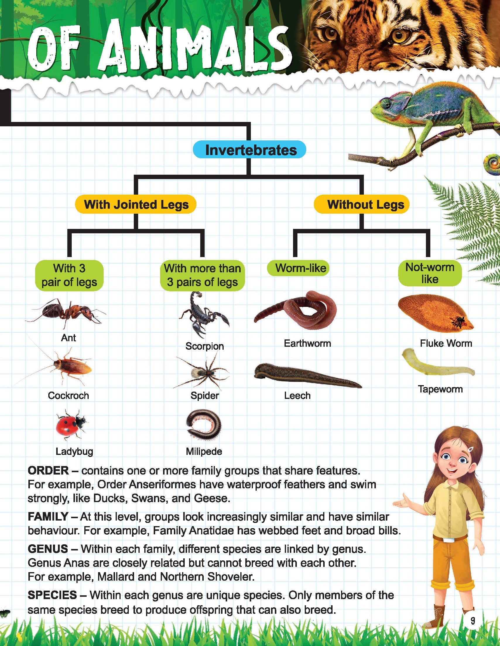 Dreamland Publications Explore Animal Kingdom Encyclopedia : Children's Reference Book