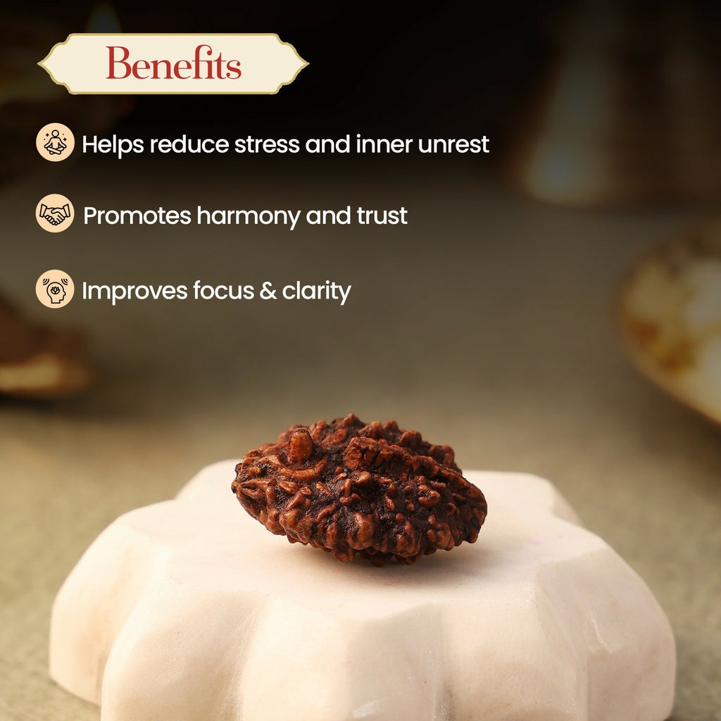 Pujashree Shivling Rudraksh – Divine Rudraksha for Lord Shiva Blessings, Spiritual Growth & Protection