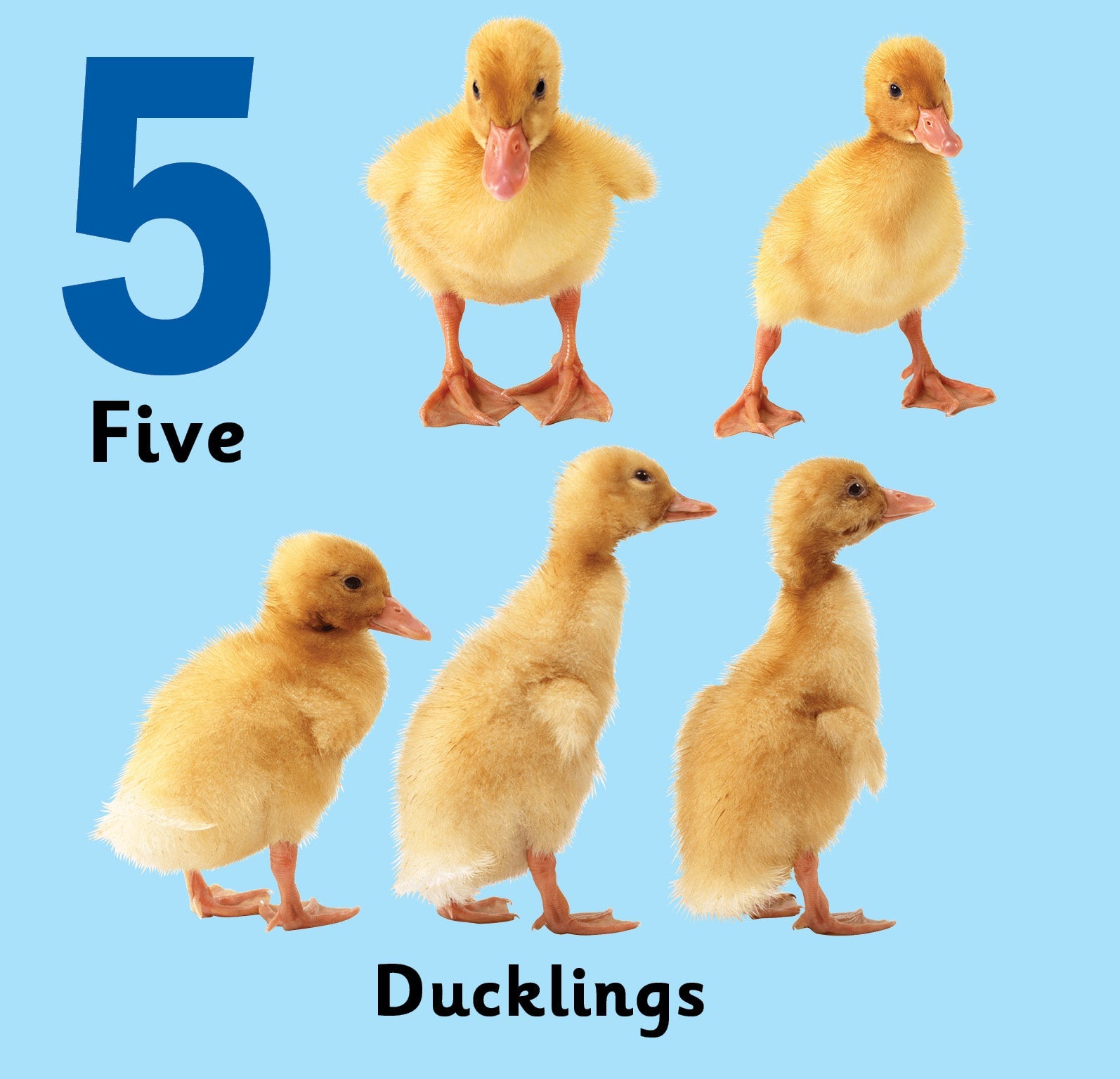 Jolly Kids Touch and Feel Board Book: 123| Picture Book for Kids Ages 1-4 Years|Number Book| Touch & Feel Activity Book