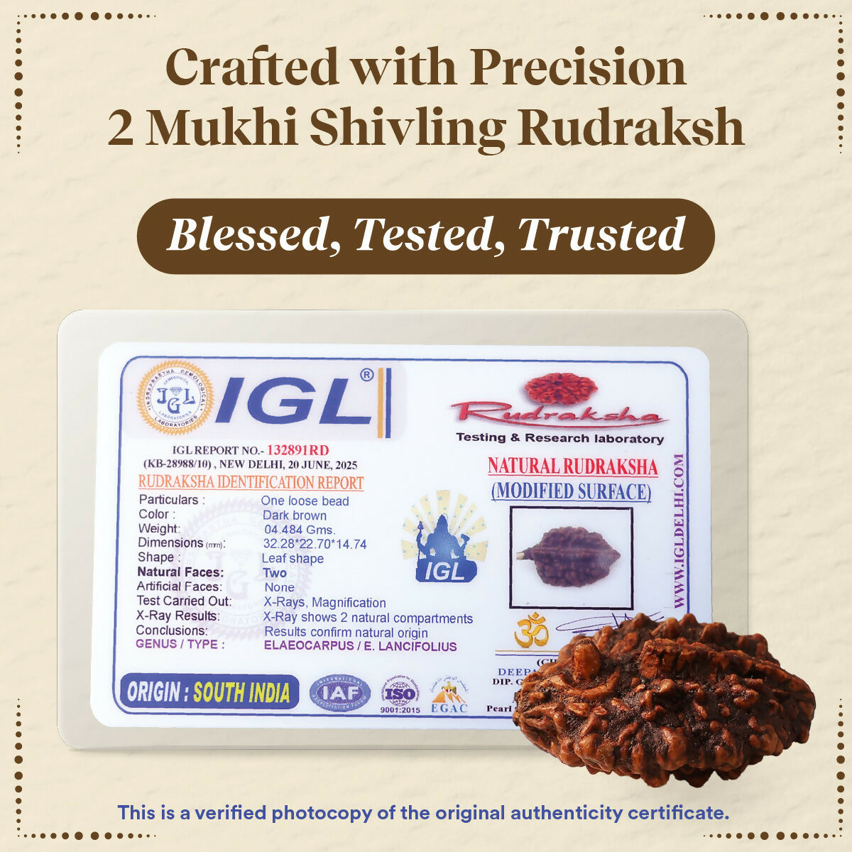 Pujashree Shivling Rudraksh – Divine Rudraksha for Lord Shiva Blessings, Spiritual Growth & Protection