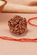 Pujashree Panchmukhi Rudraksh Single Bead – Sacred Five Mukhi Rudraksha for Protection & Peace