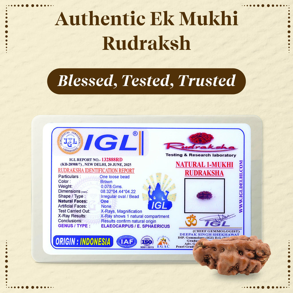Pujashree Ek Mukhi Rudraksh – Sacred One Mukhi Rudraksha for Lord Shiva Blessings, Peace & Spiritual Growth