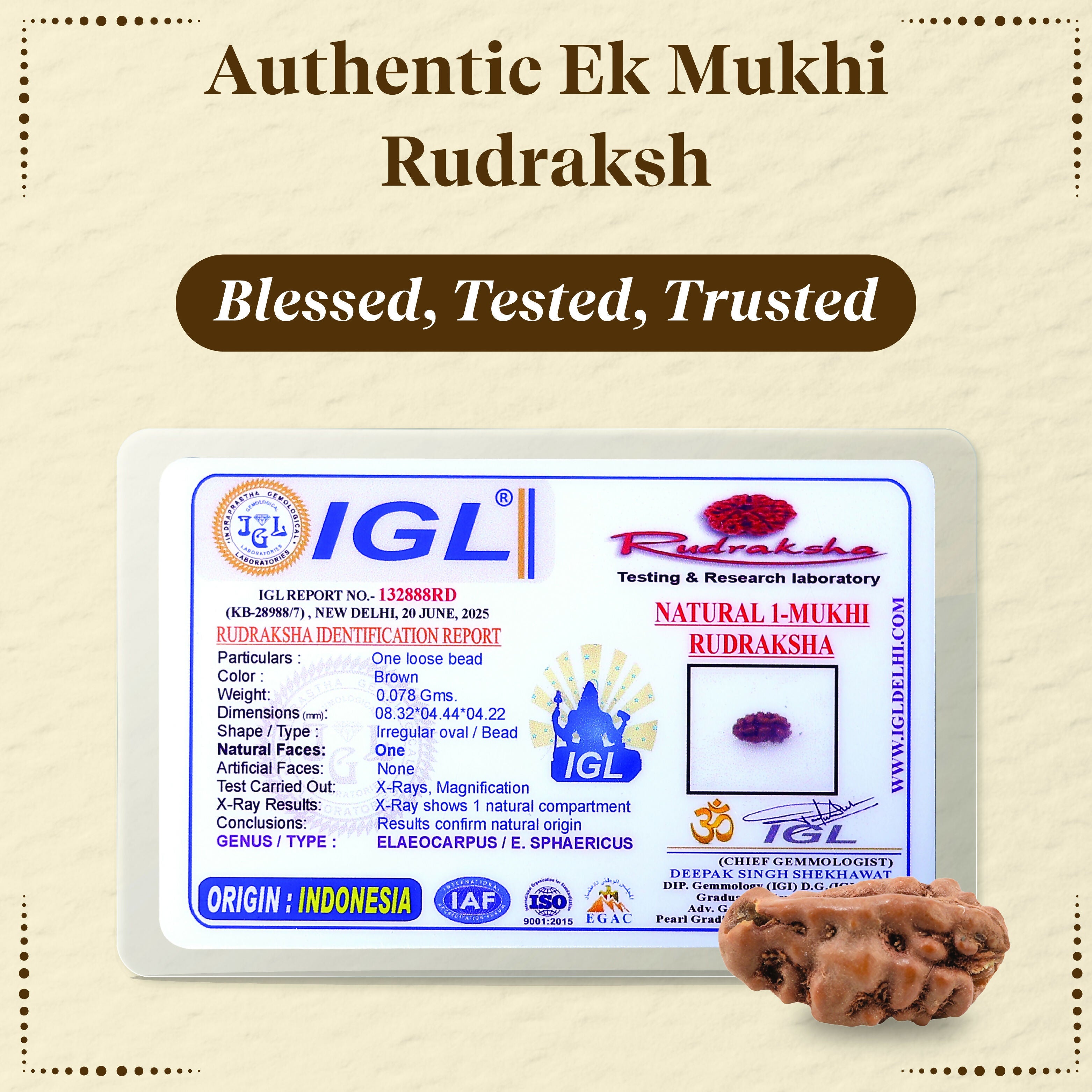Pujashree Ek Mukhi Rudraksh – Sacred One Mukhi Rudraksha for Lord Shiva Blessings, Peace & Spiritual Growth